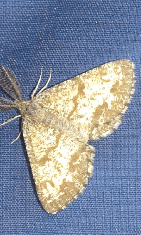 Ematurga atomaria (Geometridae)?